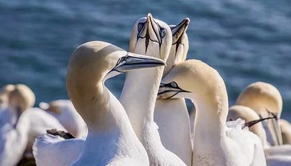 九游娱乐网页版-世预欧洲区荷兰出线 葡萄牙意大利附加赛或遇莱万