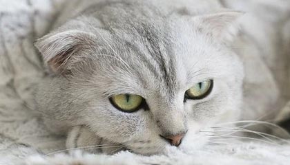 九游娱乐-邓亚萍回忆运动员生涯：我的“前三板”是怎么练成的？